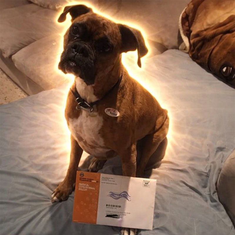 THE VOTER DOG Background